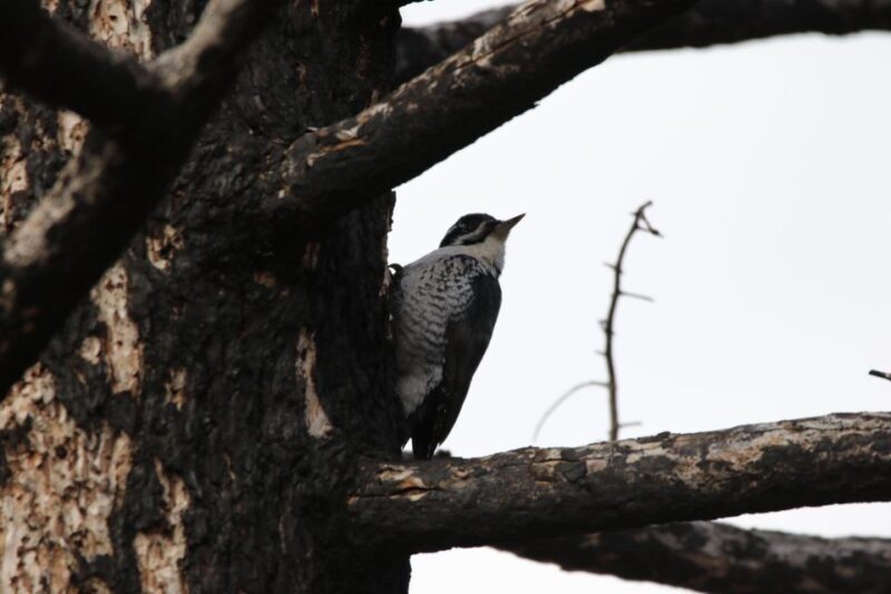 Birding Hike and Hot Spring Soak from Denver - Lunch and Hot Springs in Idaho Springs