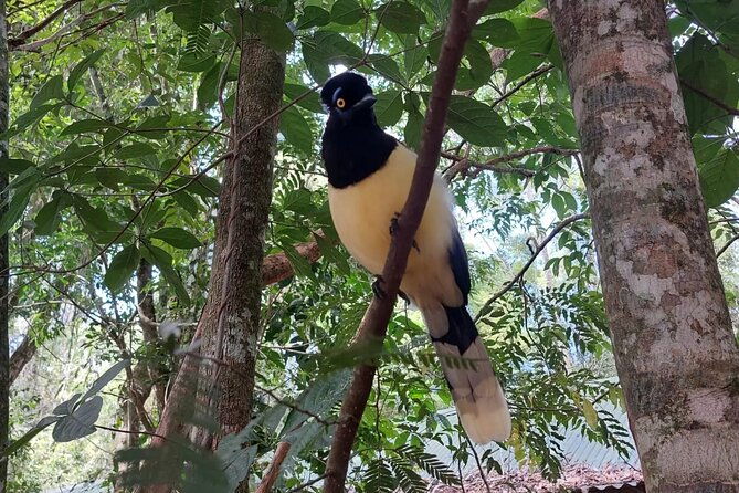 birding-iguazu-explorer-private-tour