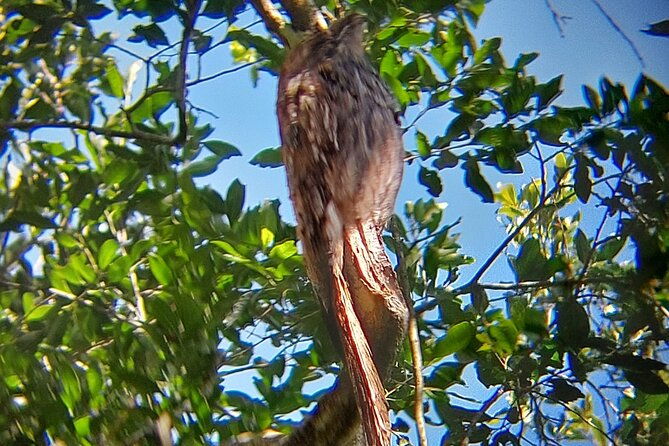 birding-iguazu-explorer-private-tour