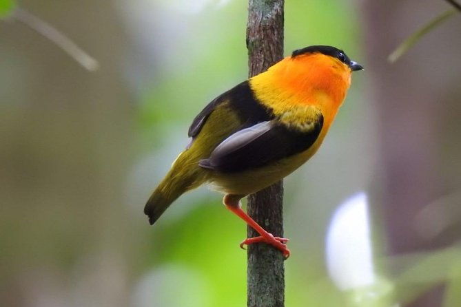 birding-in-the-rainforest