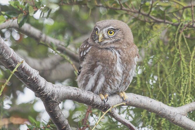 birding-in-tierra-del-fuego-national-park