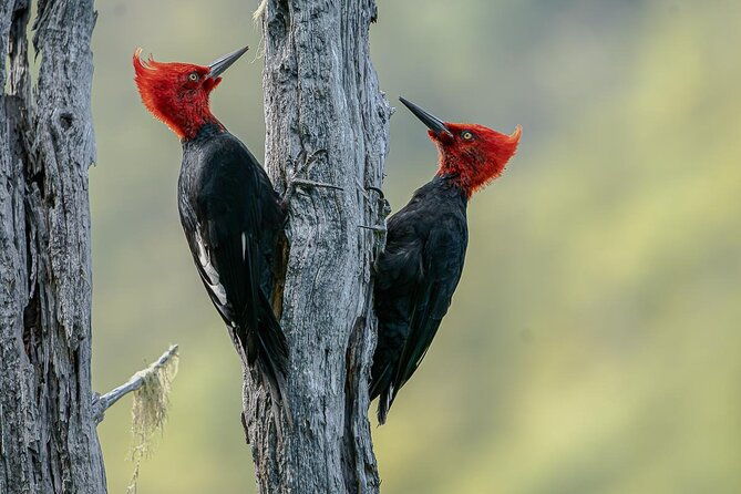 birding-in-tierra-del-fuego-national-park