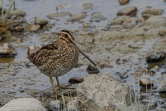 birding-in-tierra-del-fuego-national-park