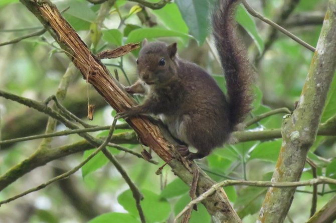 birding-nature-to-chicaque-cloud-forest-nature-reserve-2