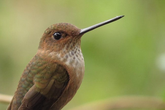 birding-nature-to-chicaque-cloud-forest-nature-reserve-2