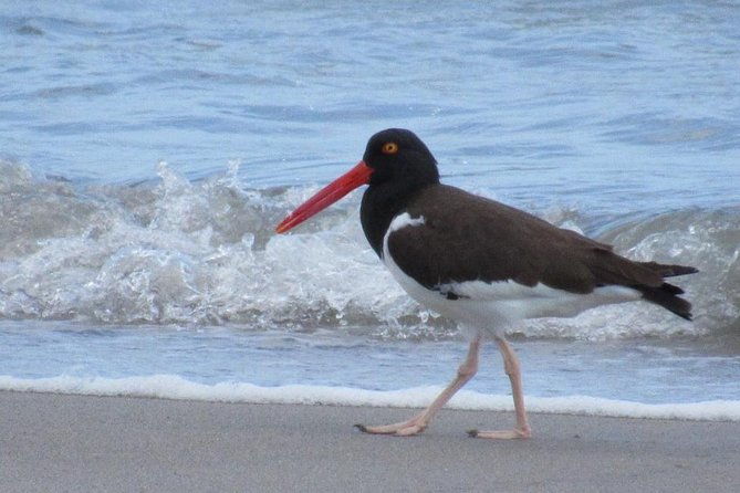 birding-pipeline-road-from-panama-city-or-gamboa
