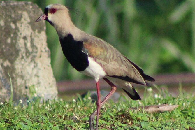 birding-pipeline-road-from-panama-city-or-gamboa