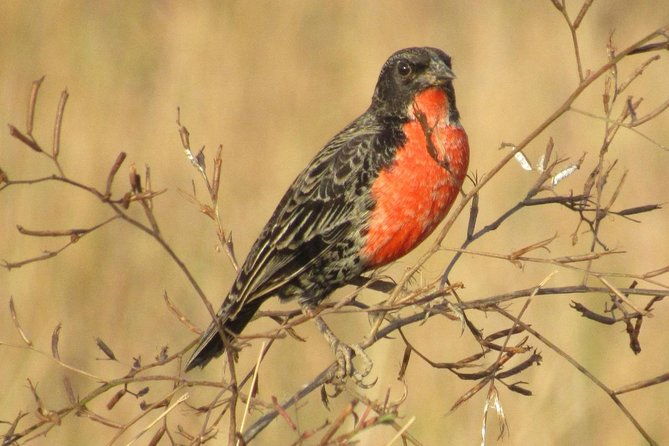 birding-pipeline-road-from-panama-city-or-gamboa