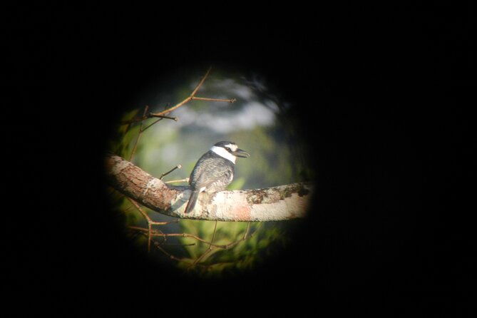 birding-pipeline-road-from-panama-city-or-gamboa
