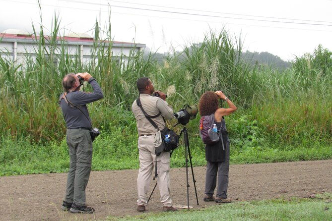 birding-pipeline-road-from-panama-city-or-gamboa