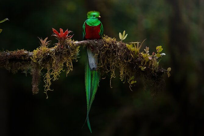 birding-the-monteverde-cloud-forest