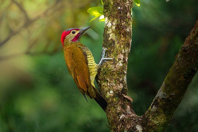 birding-the-monteverde-cloud-forest