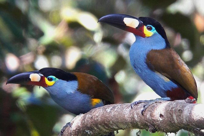 birding-tour