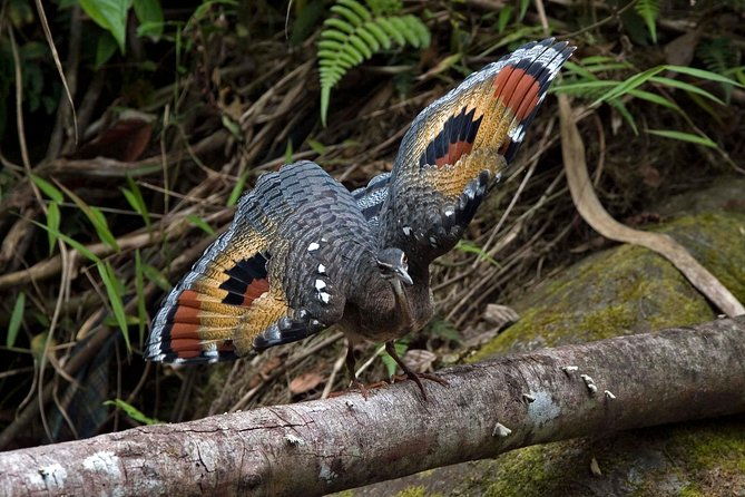birding-tour