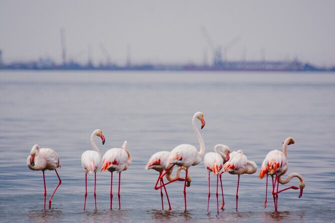 Birding Tours in Walvisbay and surrounds - Who Will Enjoy This Tour?