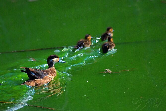 Birding Tours in Walvisbay and surrounds - FAQ