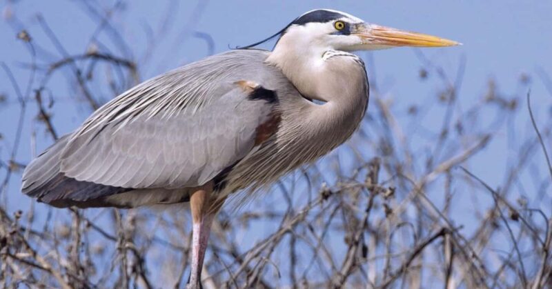 Birding Watching tours to the Simien Mountains and Lake Tana - Key Points