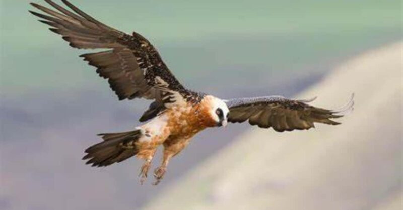 Birding Watching tours to the Simien Mountains and Lake Tana - An In-Depth Look at the Tour