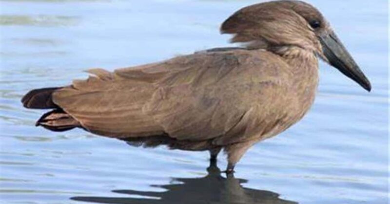 Birding Watching tours to the Simien Mountains and Lake Tana - Who Is This Tour Best Suited For?