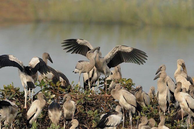 Birds & Beyond: Chennai to Pulicat Bird Sanctuary Day Tour - A Detailed Look at the Itinerary