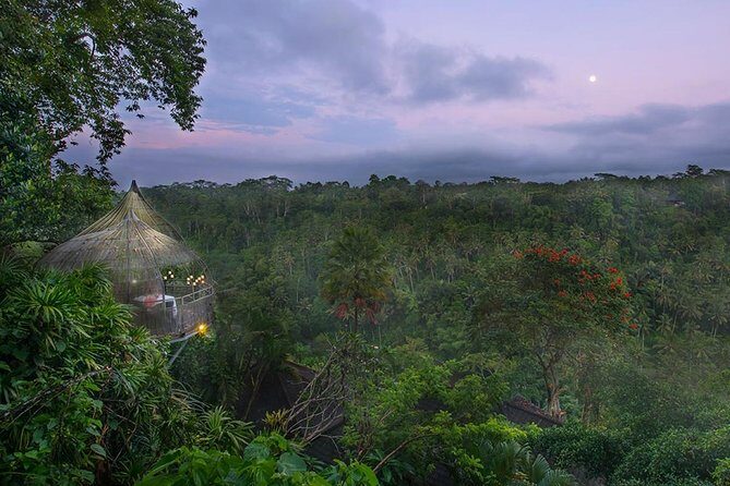 Birds Nest Romantic Dining in Ubud - Birds Nest Romantic Dining in Ubud: A Unique Blend of Nature and Intimacy