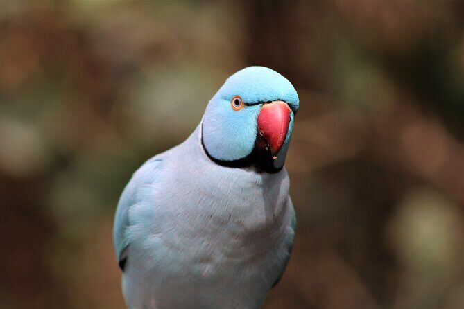 Birds of Eden Admission Ticket - Birds of Eden Admission Ticket Review: A Feathered Adventure in South Africa