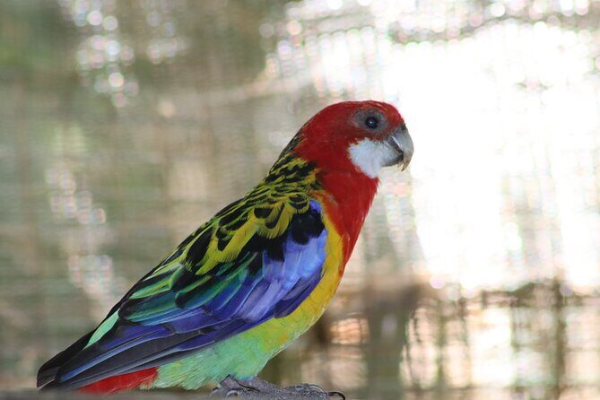 Birds of Eden Admission Ticket - What to Expect at Birds of Eden