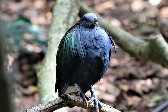 Birds of Eden Admission Ticket - Authenticity and Education