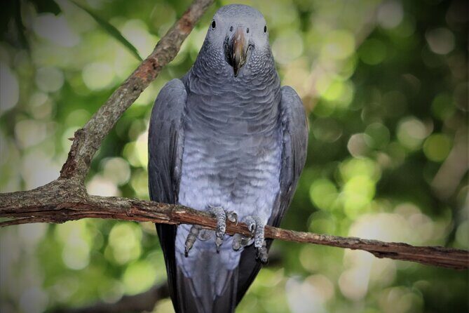Birds of Eden Admission Ticket - Practical Tips for Your Visit