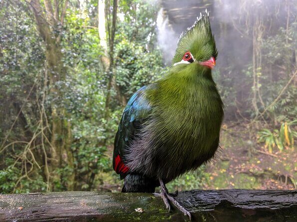 Birds of Eden Admission Ticket - Who Will Love Birds of Eden?