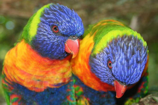 Birds of Eden Admission Ticket - Final Thoughts