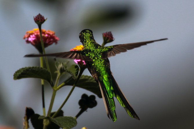 birdwatching-at-huacarpay-wetland-in-cusco