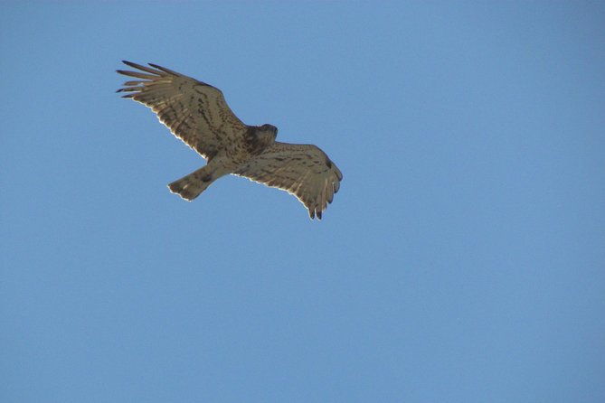 birdwatching-at-ria-de-alvor