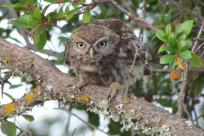 birdwatching-at-ria-de-alvor