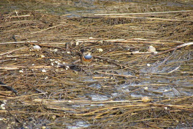 birdwatching-at-ria-de-alvor