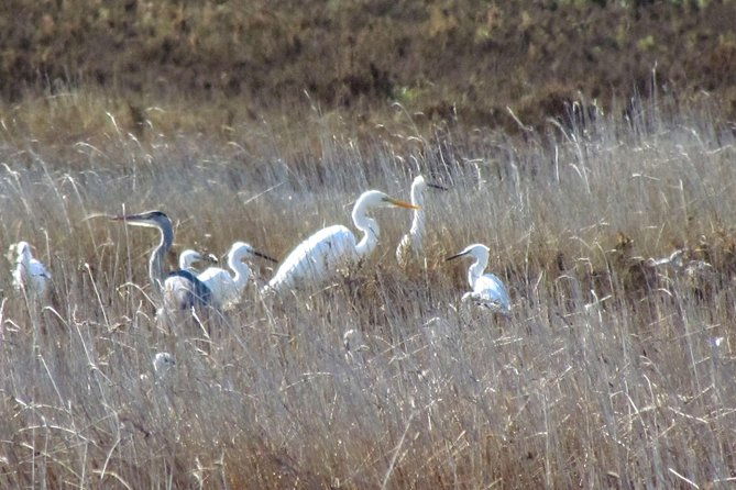 birdwatching-at-ria-de-alvor