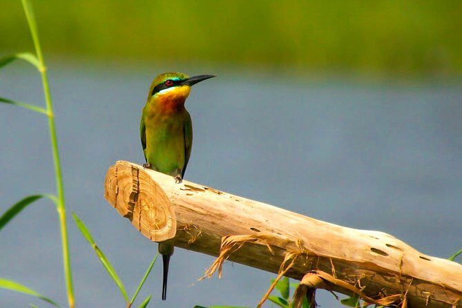 Birdwatching Boat Ride in Muthurajawela Marsh - Exploring the Experience: What to Expect