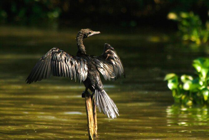 Birdwatching Boat Ride in Muthurajawela Marsh - Why This Tour Works Well