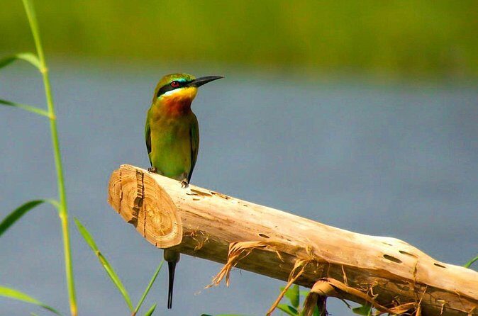 Birdwatching Boat Ride in Muthurajawela Marsh - Final Thoughts