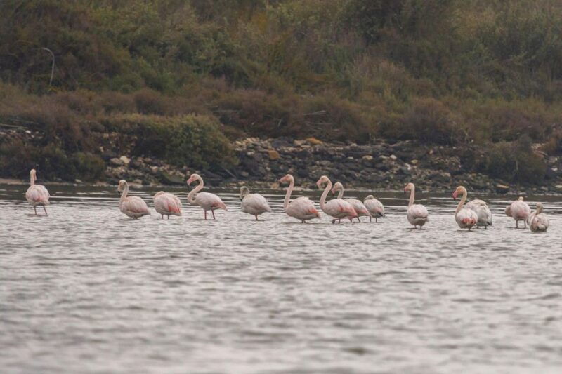 birdwatching-boat-tour-in-the-tagus-estuary