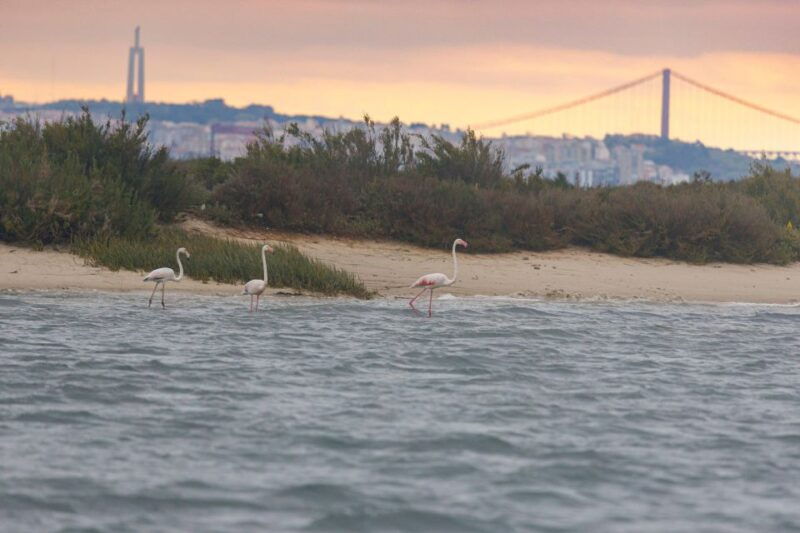 birdwatching-boat-tour-in-the-tagus-estuary