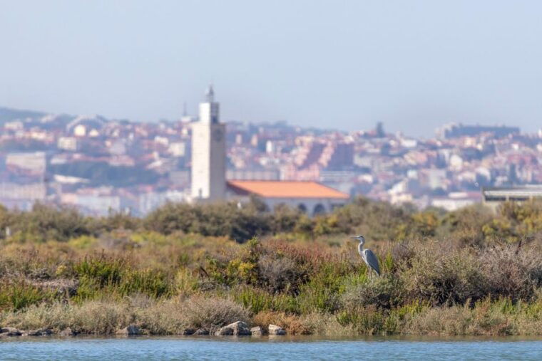 birdwatching-boat-tour-in-the-tagus-estuary