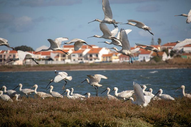 birdwatching-boat-tour-so-close-to-lisbon