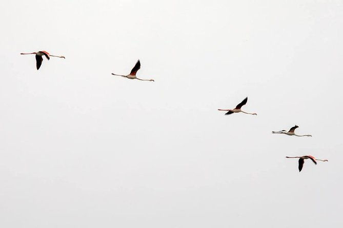 birdwatching-boat-tour-so-close-to-lisbon