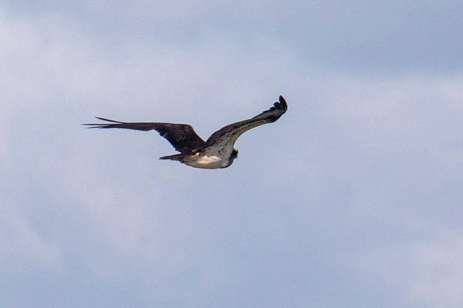 birdwatching-boat-tour-so-close-to-lisbon