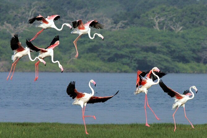 Birdwatching by Boat at Kalametiya Sanctuary - Birdwatching by Boat at Kalametiya Sanctuary: An Authentic Sri Lankan Experience