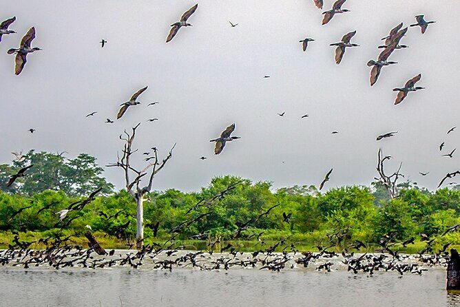Birdwatching by Boat at Kalametiya Sanctuary - What to Expect During the Tour