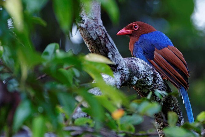 Birdwatching by Boat at Kalametiya Sanctuary - Authentic Encounters and Reviewer Insights