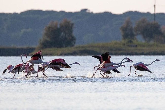 birdwatching-by-boat-in-a-small-group-in-the-pialassa-baiona