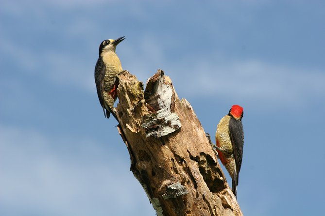 birdwatching-by-the-lake-arenal